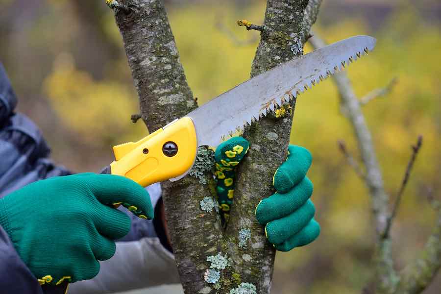 download pruning plum trees for free