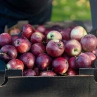 Box of Spartan Apples