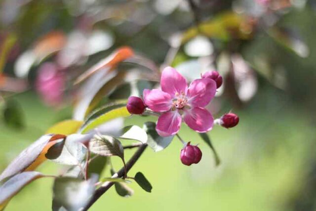 How To Grow 4 In 1 Apple Trees - Minneopa Orchards