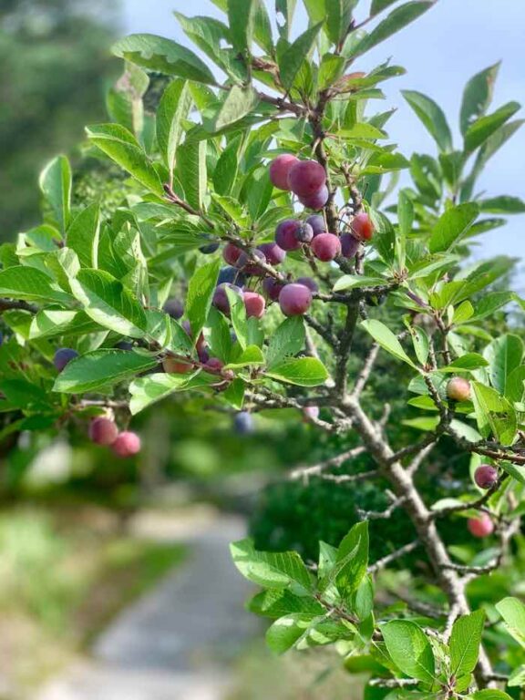 All About The Beach Plum Tree - Minneopa Orchards