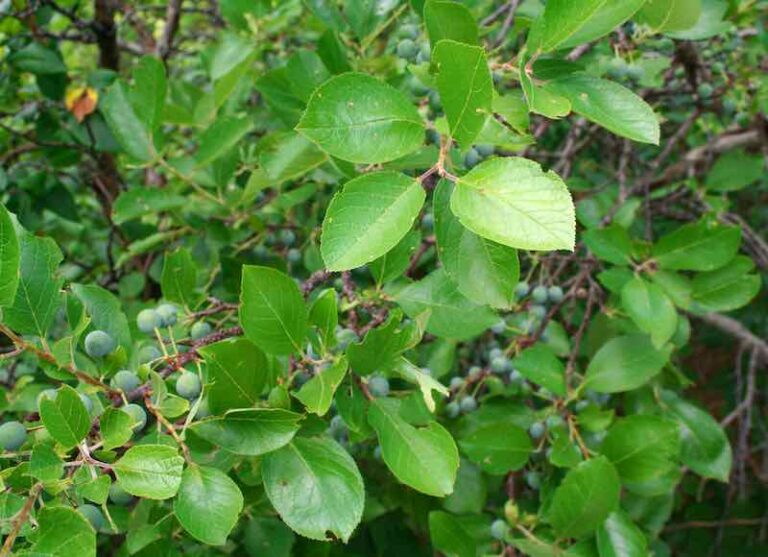 All About The Beach Plum Tree - Minneopa Orchards