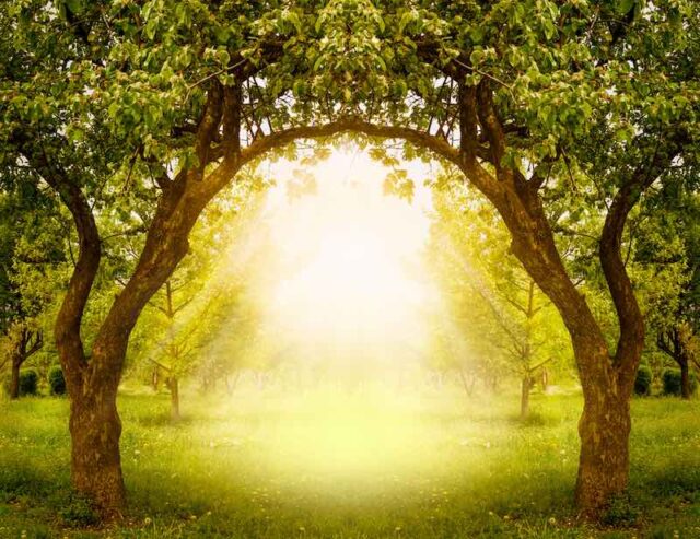 How To Grow 4 In 1 Apple Trees - Minneopa Orchards