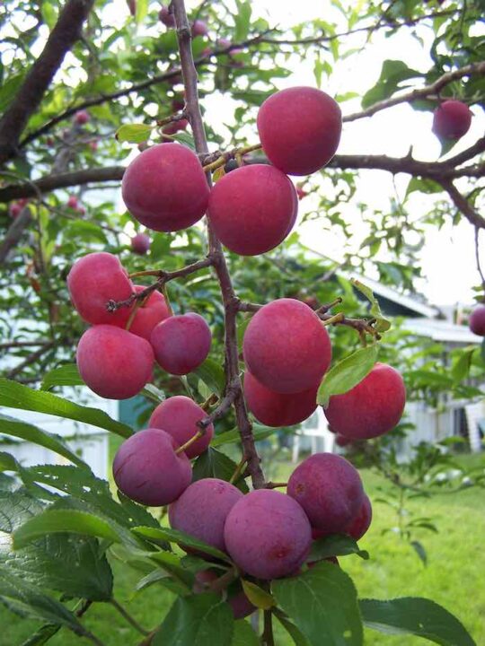 Toka Plum The Bubblegum Plum Minneopa Orchards