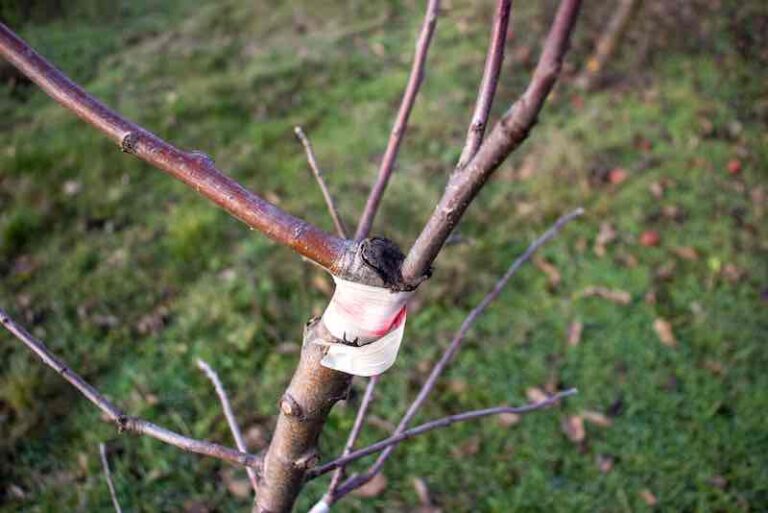 How To Grow 4 In 1 Apple Trees - Minneopa Orchards