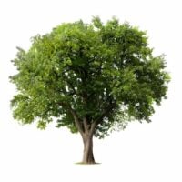 How to Identify An Apple Tree