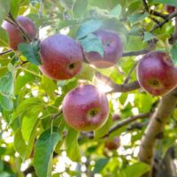 Macoun apples at an orchard in Massachusetts