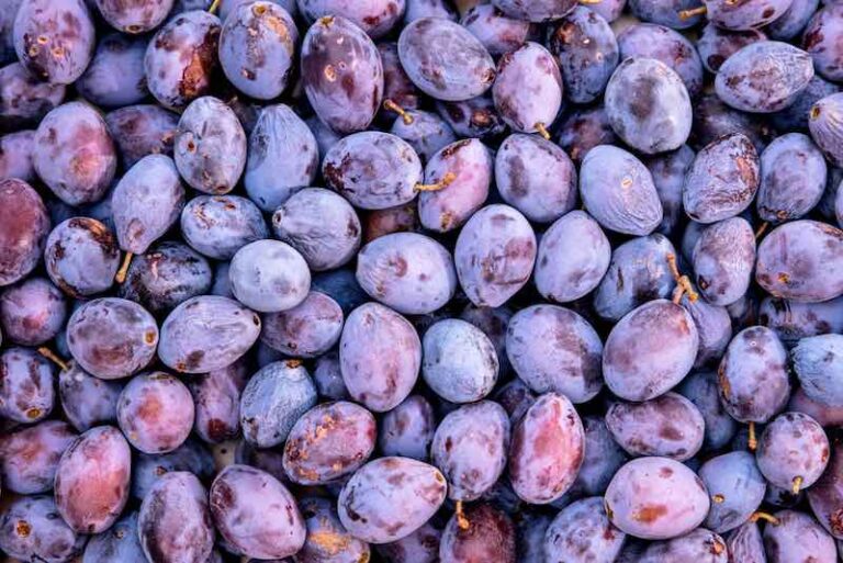 Everything You Need to Know About Damson Plums Minneopa Orchards
