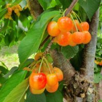 Rainier Cherry Tree