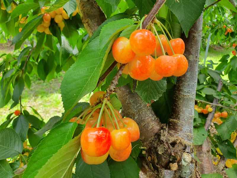 The Rainier Cherry Tree Minnetonka Orchards