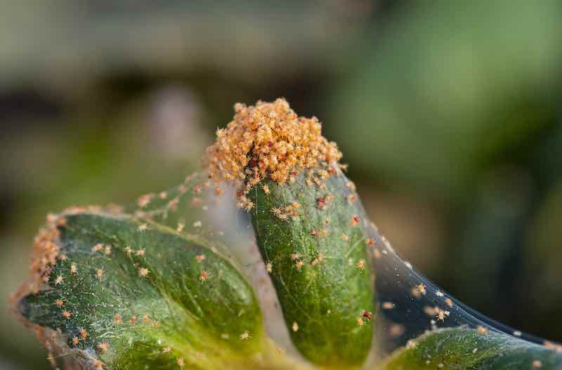 Red Spider Mites