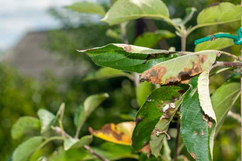 Scab on Apple Trees