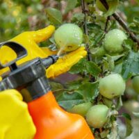 Spraying Apple Trees