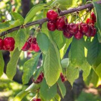 Stella Cherry Tree with Cherries