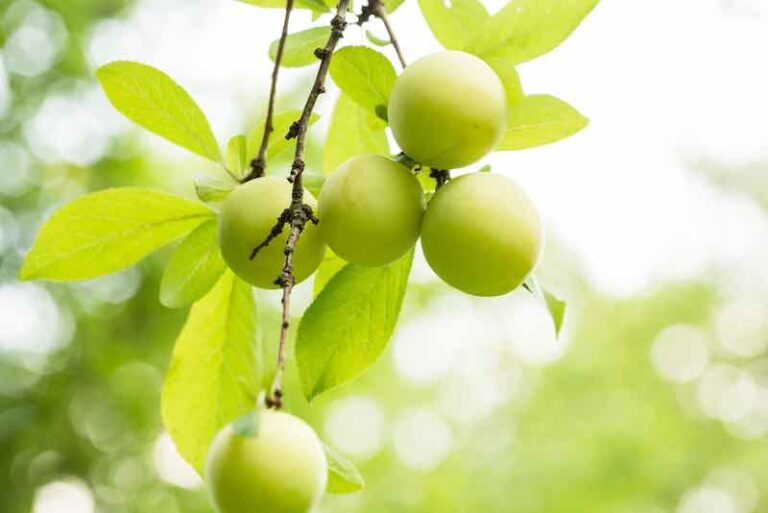 Shiro Japanese Plum Trees Minneopa Orchards