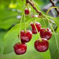 Meteor Sour Cherry Tree