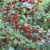 Nanking Cherries