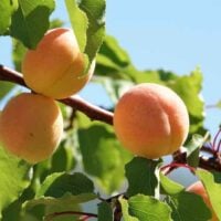 Blenheim Apricot Tree