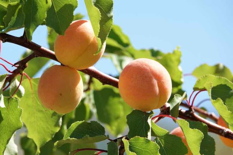 The Blenheim Apricot Tree Growing, Care, And Fruit Minneopa Orchards