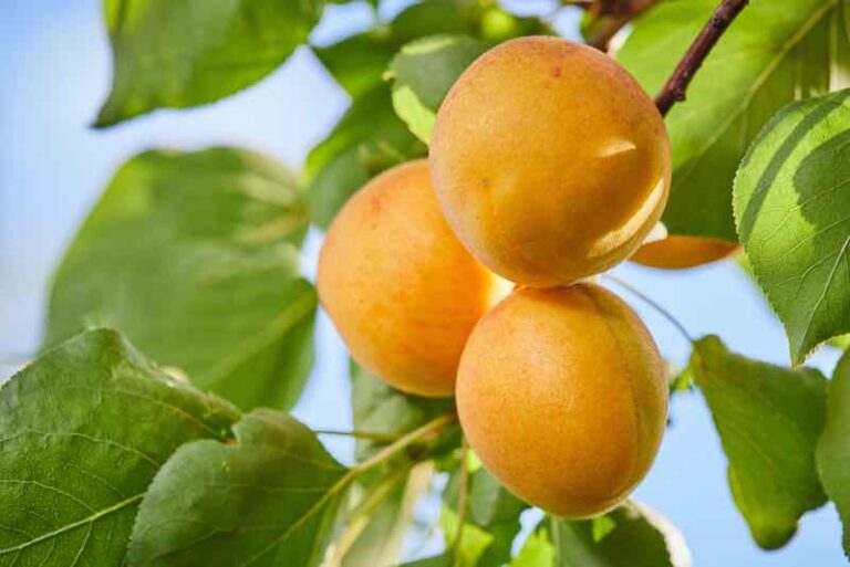 20 Delicious Apricot Tree Varieties You Can Grow At Home Minneopa