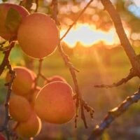 Harglow Apricot Tree in Sunset