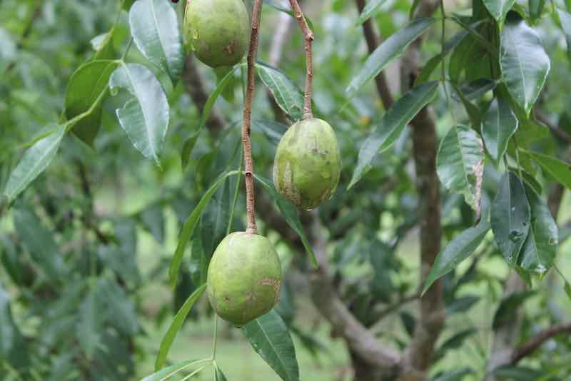 June Plum Tree and The Delicious June Plum Minneopa Orchards