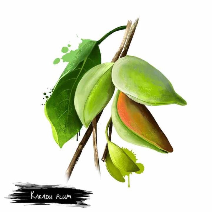 Kakadu Plum Tree and Kakadu Plums Minneopa Orchards