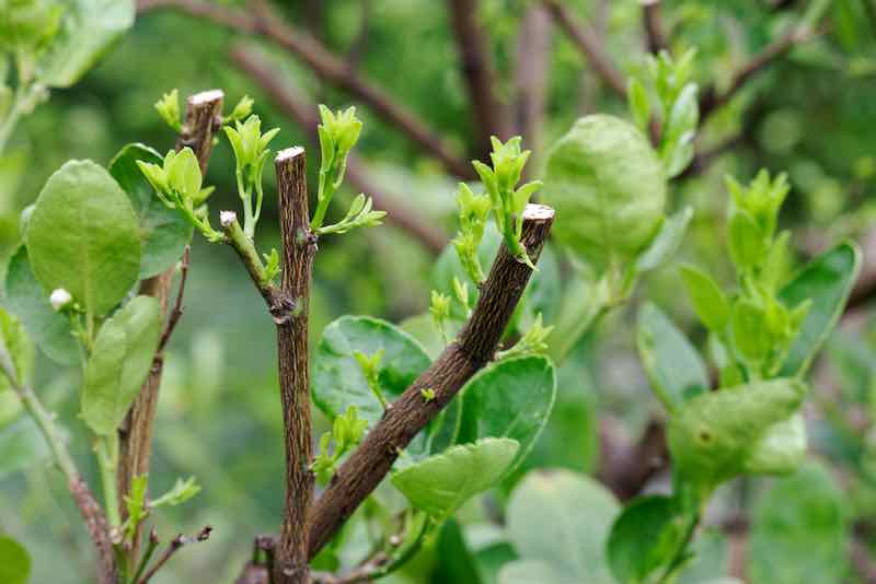 How To Prune A Lemon Tree