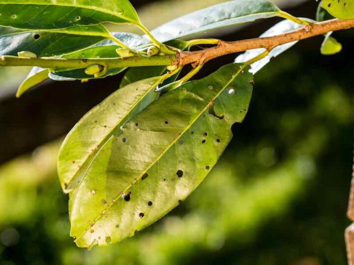 Apricot Tree Diseases How to Identify, Treat, and Prevent Apricot Tree