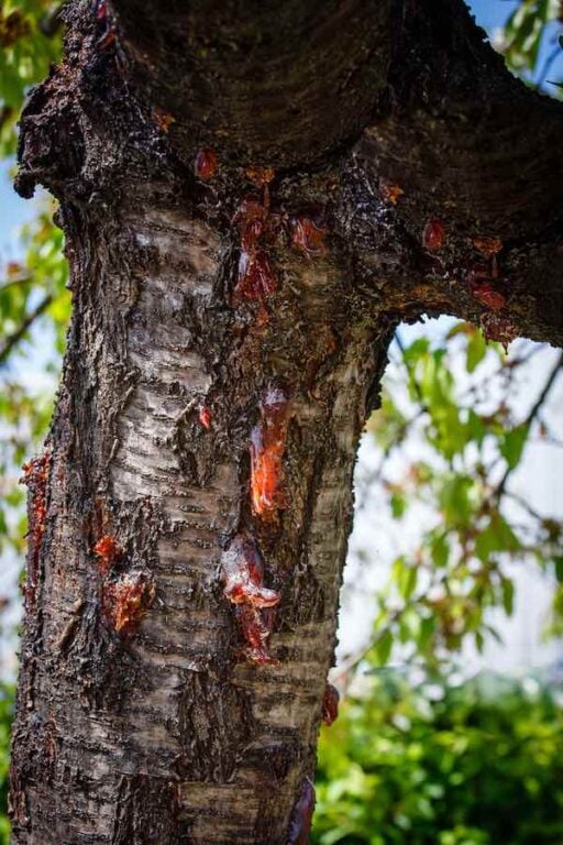Apricot Tree Diseases How to Identify, Treat, and Prevent Apricot Tree