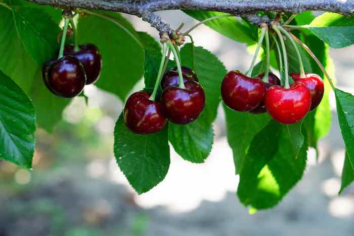 bing cherries in a can