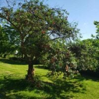Bing Cherry Tree