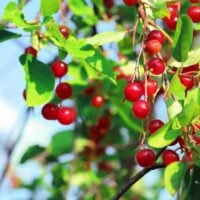 Canada Red Chokecherry