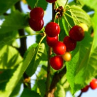 Carmine Jewel Cherry Tree