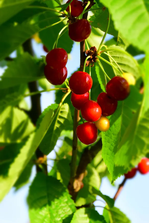 Carmine Jewel Cherry Tree