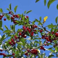 English Morello Cherry Tree