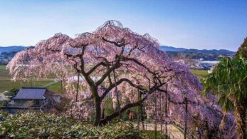 Pink Weeping Cherry Tree