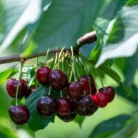 Regina Cherry Tree