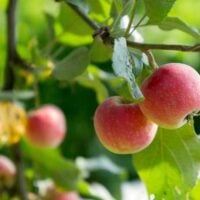 Snow Apple Tree