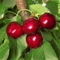 Utah Giant Cherry tree