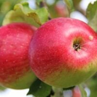 Wealthy Apple Tree