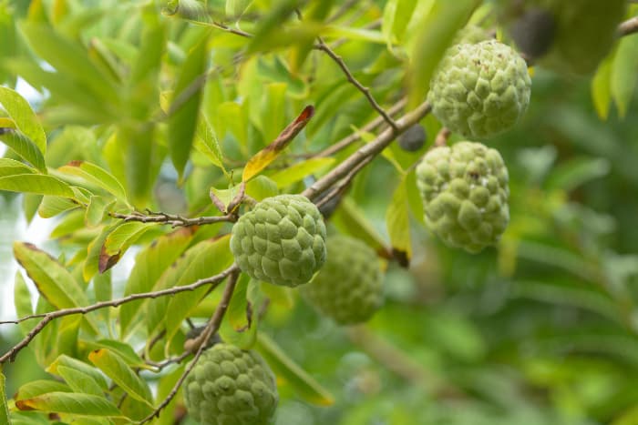 Custard Apples growing on a Custard Apple Tree.