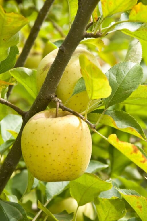 The Honeygold Apple Tree Minneopa Orchards