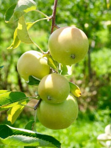 The Mutsu Apple Tree - Minneopa Orchards