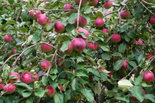 The Paula Red Apple Tree Minneopa Orchards The Paula Red Apple Tree Minneopa Orchards
