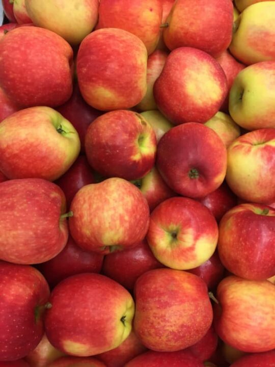 The Paula Red Apple Tree Minneopa Orchards