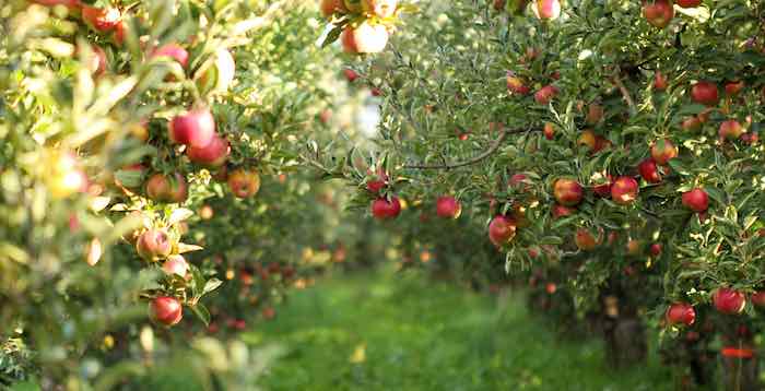 One of the best apple orchards in wisconsin