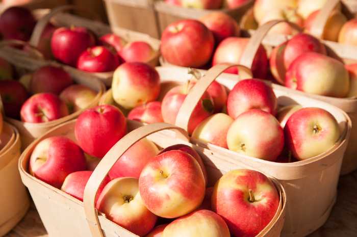 The 18 Best Apple Orchards In New York - Minneopa Orchards