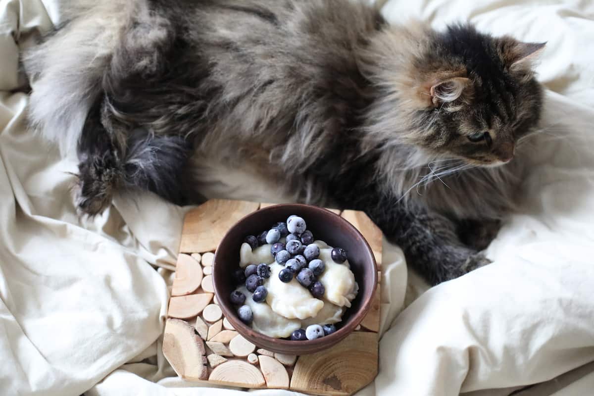 Can Cats Eat Blueberries? Minneopa Orchards