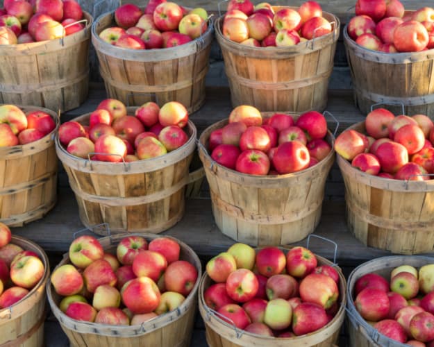 A dozen bushel baskets filled with Honeycrisp apples -- a popular apple variety that can be found at Aamodt's Apple Farm.