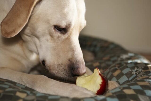 Can Dogs Eat Apples? - Minneopa Orchards